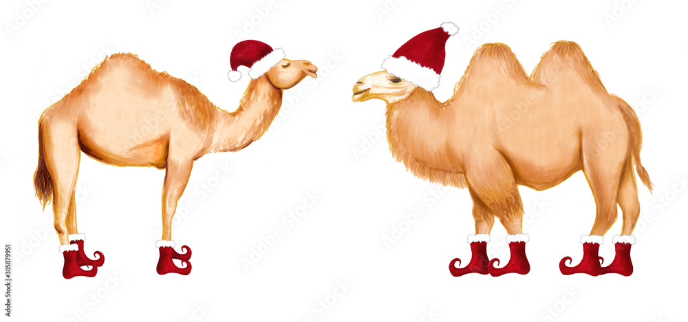 Two festive camels wearing Santa hats and red elf boots, facing each other on a white background.