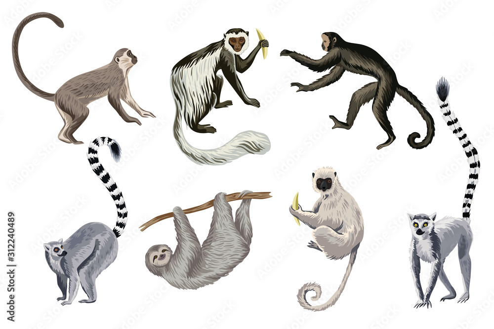 Illustrated Primate Species Gallery - Monkeys, Lemurs & Sloth