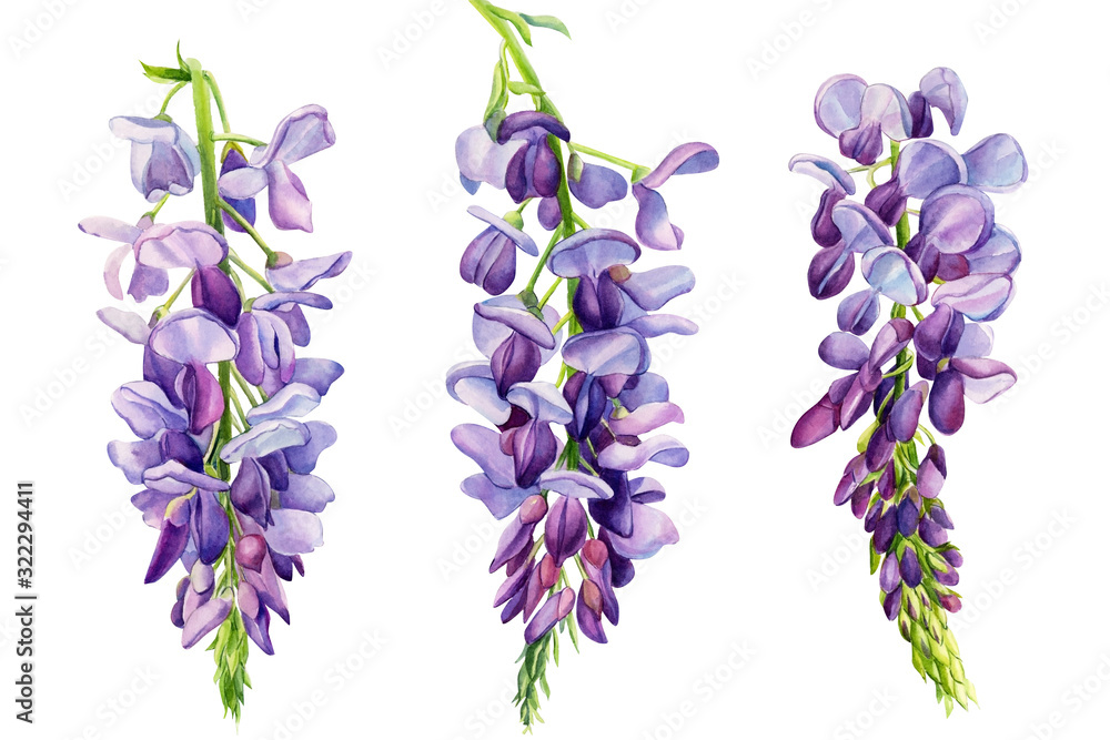Three watercolor illustrations of purple wisteria flower clusters on green stems against a white background.