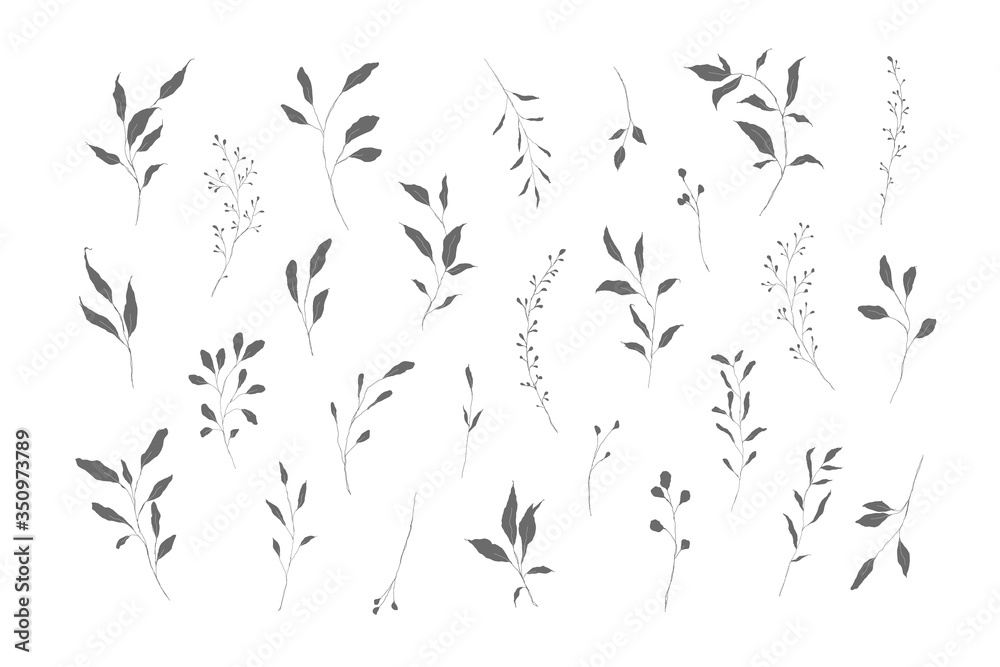 Collection of hand-drawn botanical leaf and stem illustrations in grayscale on white background.