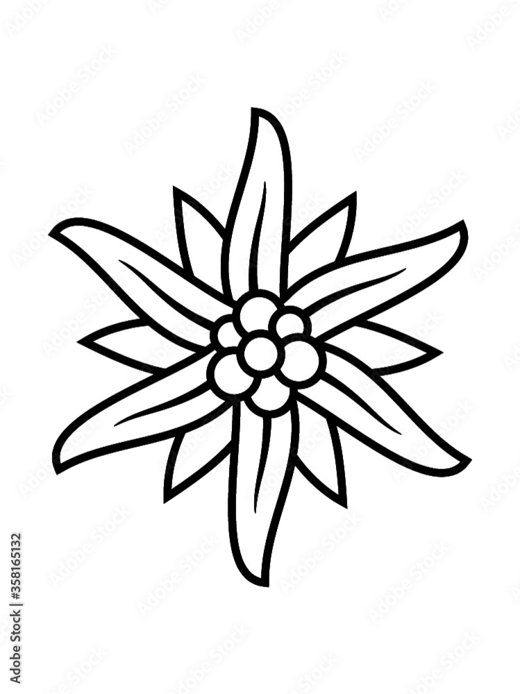 Black-and-white line drawing of an edelweiss flower with star-shaped petals and clustered center buds.