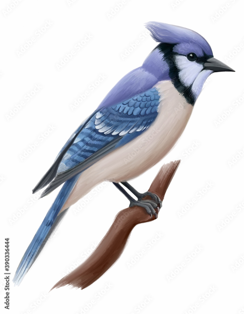 Blue Jay - Clip Art Library