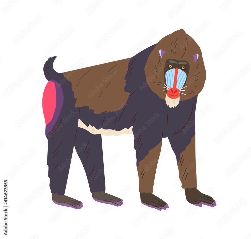 Illustrated mandrill with vibrant blue and red face, pink rump, and dark fur standing in profile on white background.