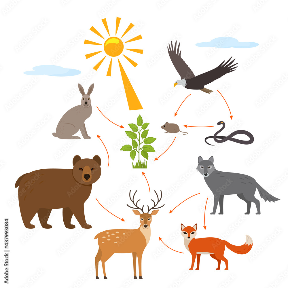 food chain - Clip Art Library