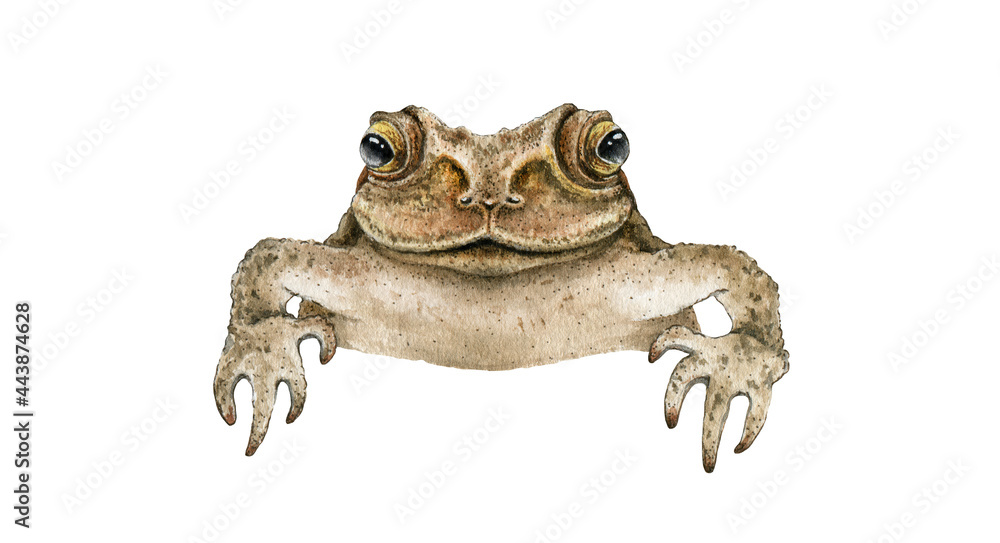 Watercolor illustration of a toad peeking over an edge with wide eyes and outstretched forelimbs.