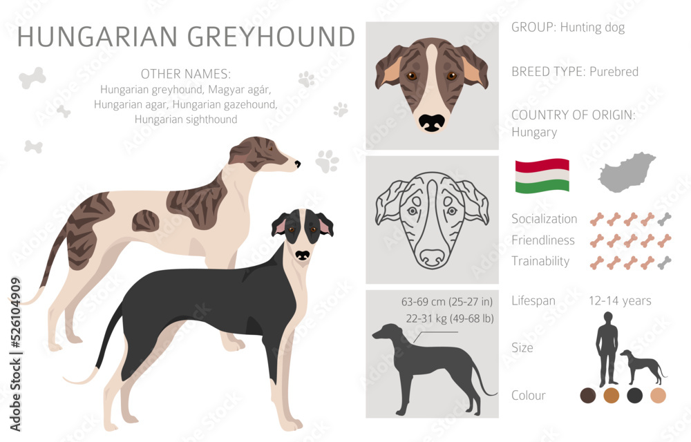 greyhound - Clip Art Library