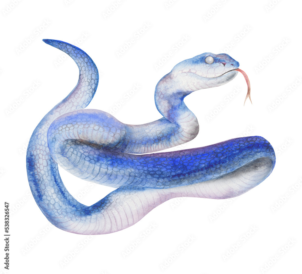 Slither Blue Python Snake Top View Vector Icon Royalty Free SVG #3383377