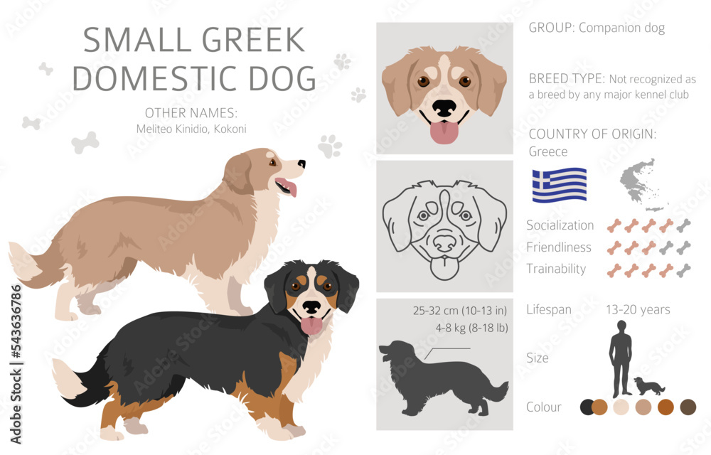 Illustration of Small Greek Domestic Dog (Meliteo Kinidio, Kokoni) with breed traits, size, color, origin, and lifespan info.