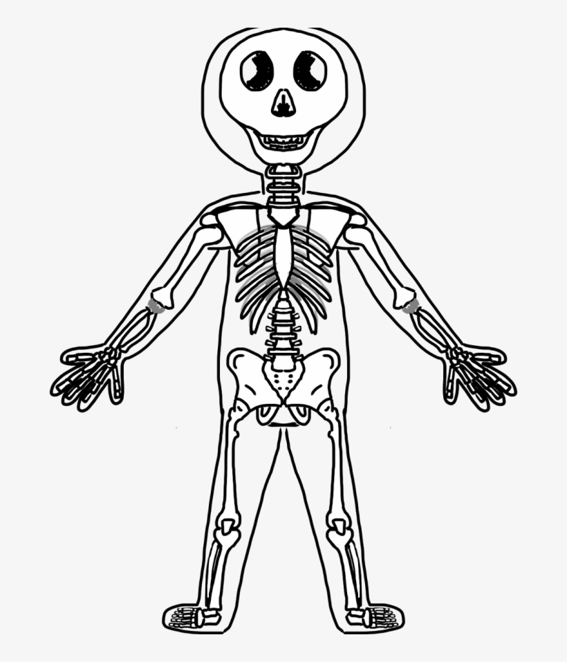 Human Skeleton Diagram for Kids & Students - Free Educational Illustration