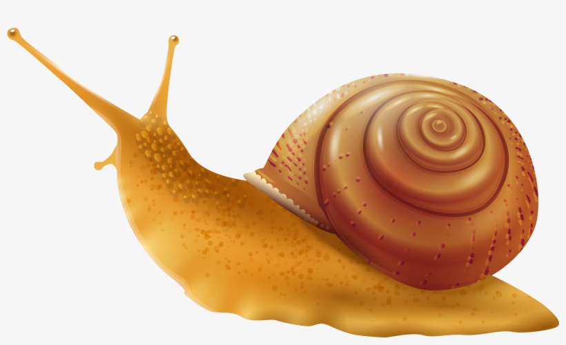 Garden Snail Illustration - Realistic Digital Art for Nature & Education