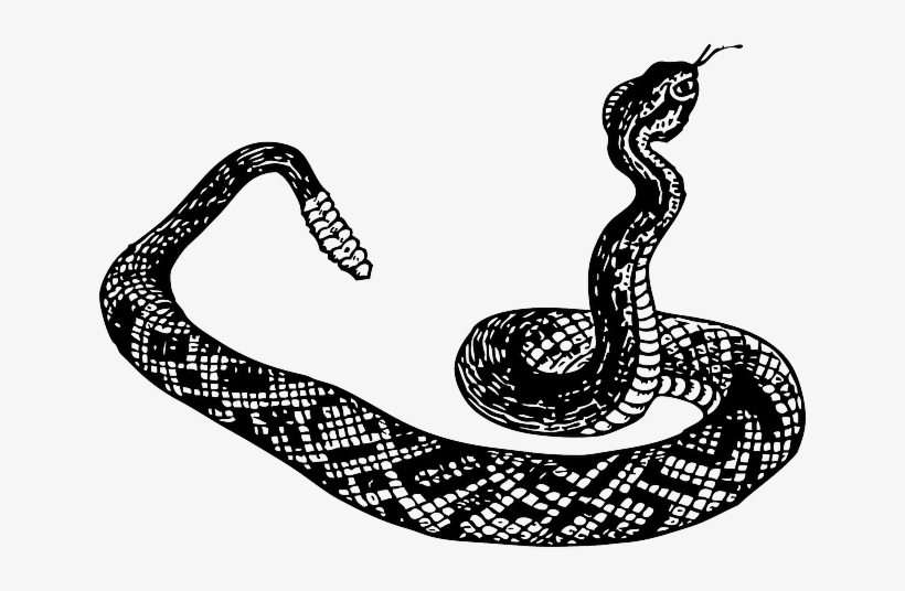 Black-and-white line drawing of a coiled rattlesnake with raised head and visible rattle.