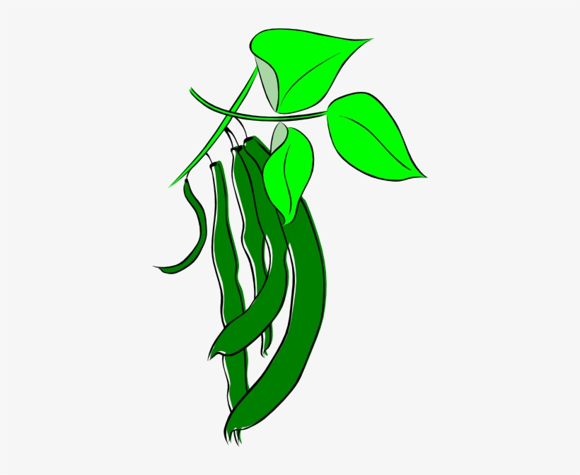 Green bean pods hanging from a vine with bright green leaves, illustrated in simple vector style.