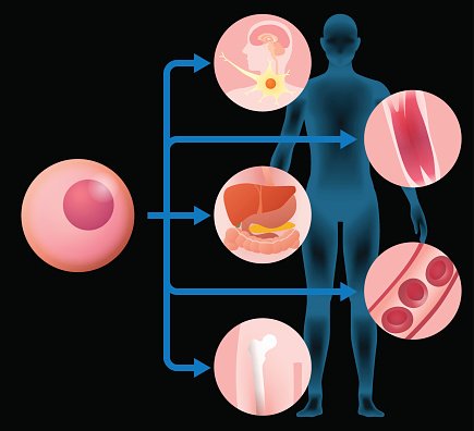 Cell Differentiation Process: From Stem Cell to Specialized Tissues