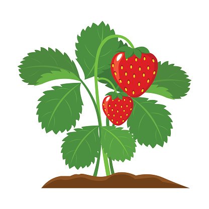 Strawberry Plant Illustration - Fresh, Healthy Fruit Growth