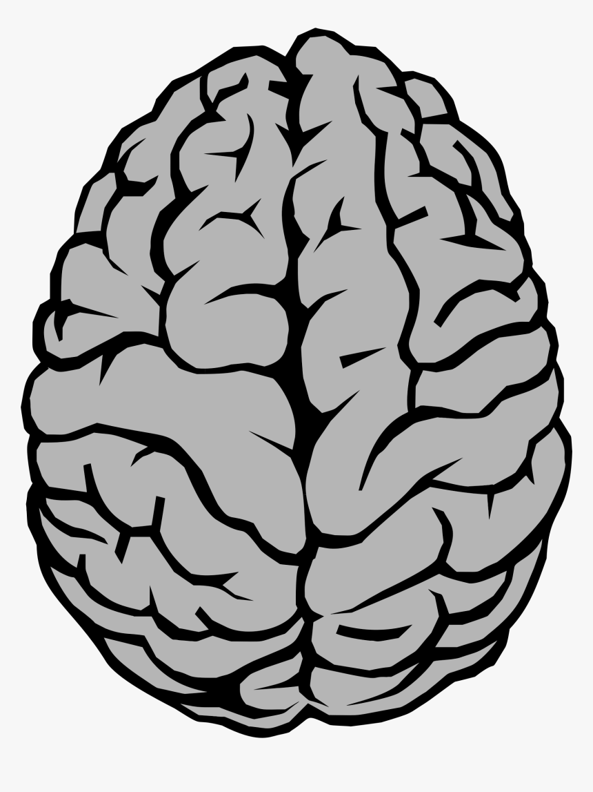 Human Brain Anatomy Illustration - Educational Neuroscience Resource