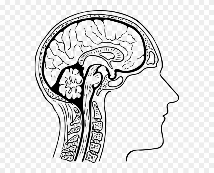Side-view anatomical illustration of the human brain, spinal cord, and skull showing major structures like cerebrum, cerebellum, and brainstem.