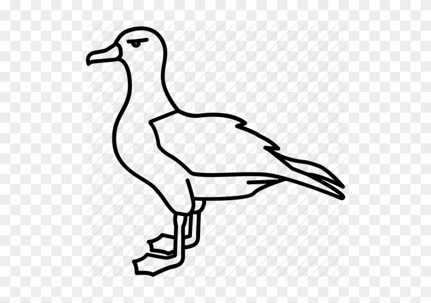 Albatross Line Art Illustration - Free Clipart for Educational & Design Use