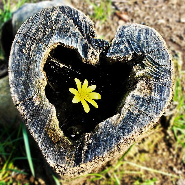 A weathered wooden heart carved from a log, cradling a delicate yellow flower at its center.
