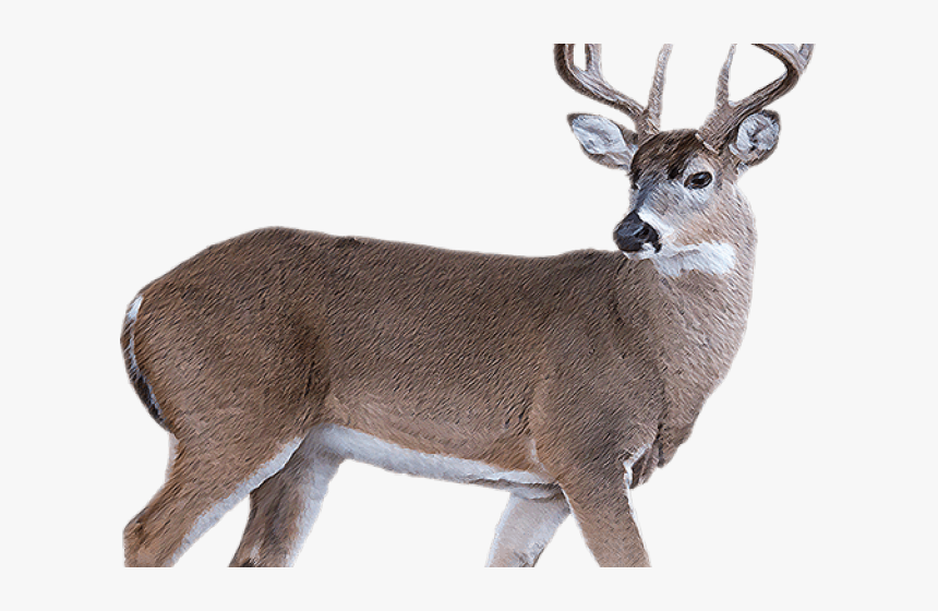 whitetail deers - Clip Art Library