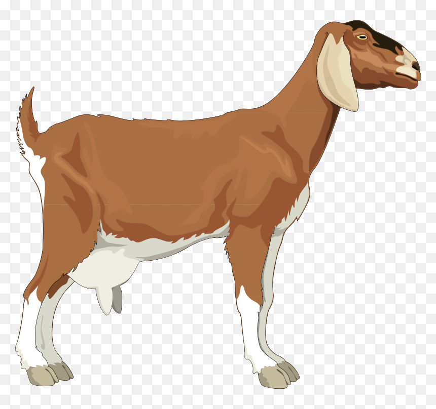 Brown and white goat standing in profile with floppy ears and short tail, illustrated on transparent background.