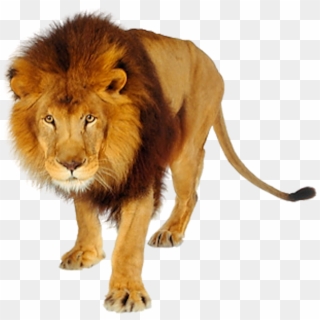 Majestic adult male lion with thick golden-brown mane walking forward, isolated on transparent background.