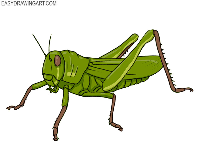 grasshoppers - Clip Art Library