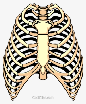 Illustration of the human rib cage showing ribs, sternum, and thoracic vertebrae in anatomical detail.