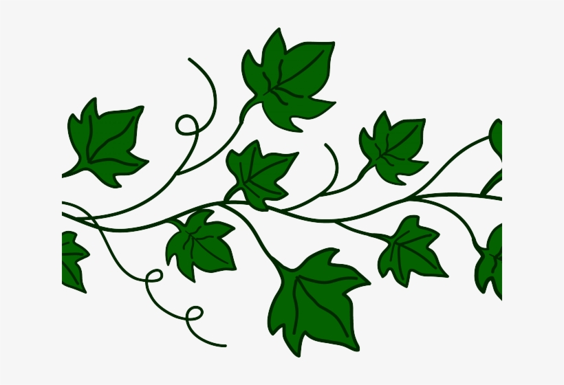 Ivy image - vector clip art online, royalty free & public domain