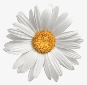 A pristine white daisy with delicate petals and a vibrant yellow center, isolated on a clean background.