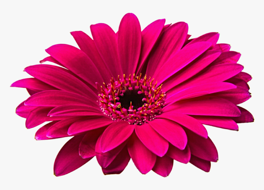 GERBERA DAISY SVG, gerbera clipart, gerbera png, gerbera svg, daisy jpg ...