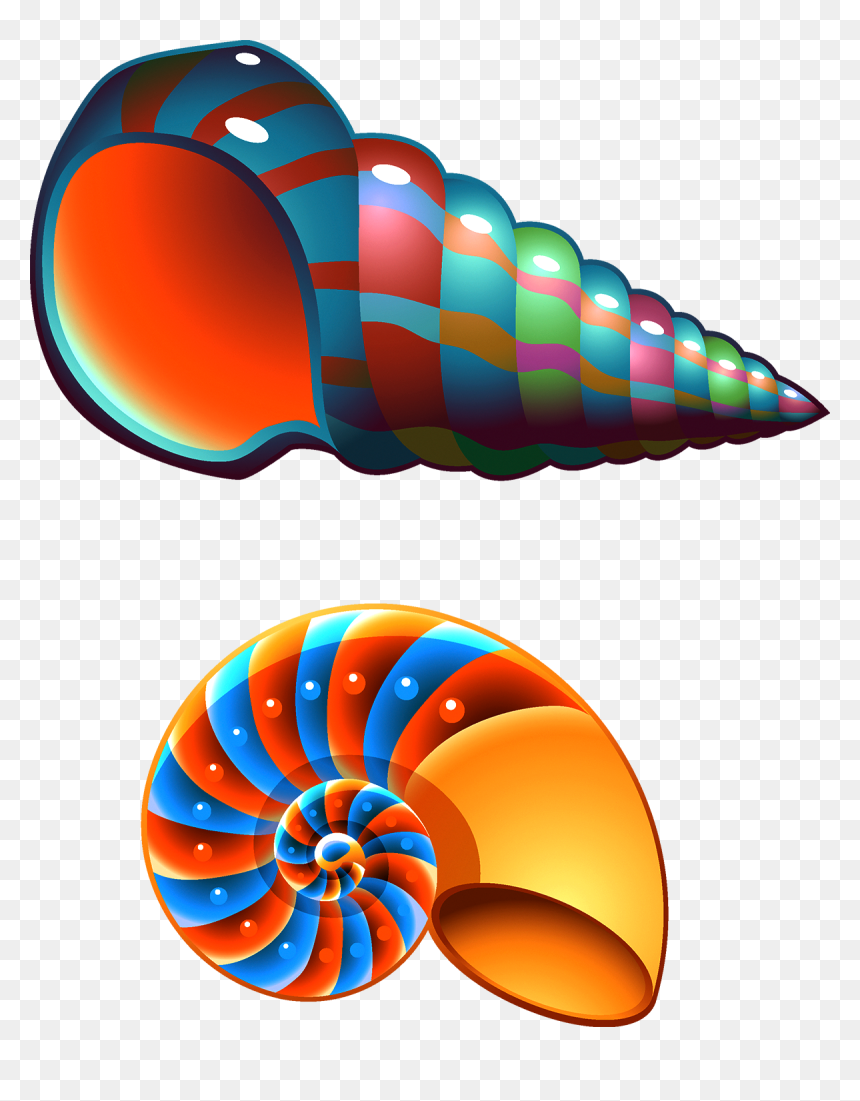 beach shells - Clip Art Library