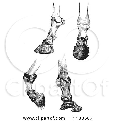 Four detailed black-and-white anatomical illustrations of horse hooves and lower leg bones from different angles.