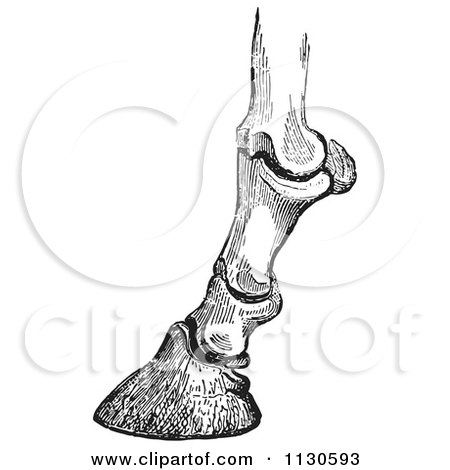 Horse Leg Anatomy Illustration - Vintage Medical Drawing