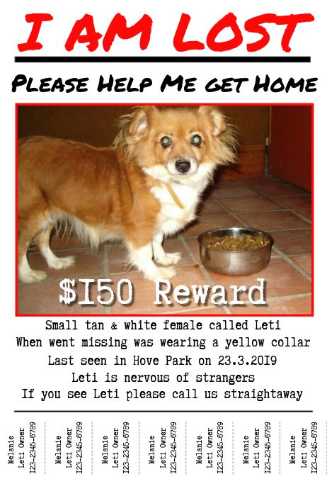 Lost small tan-and-white female dog named Leti, wearing yellow collar, last seen in Hove Park on 23.3.2019; $150 reward offered.