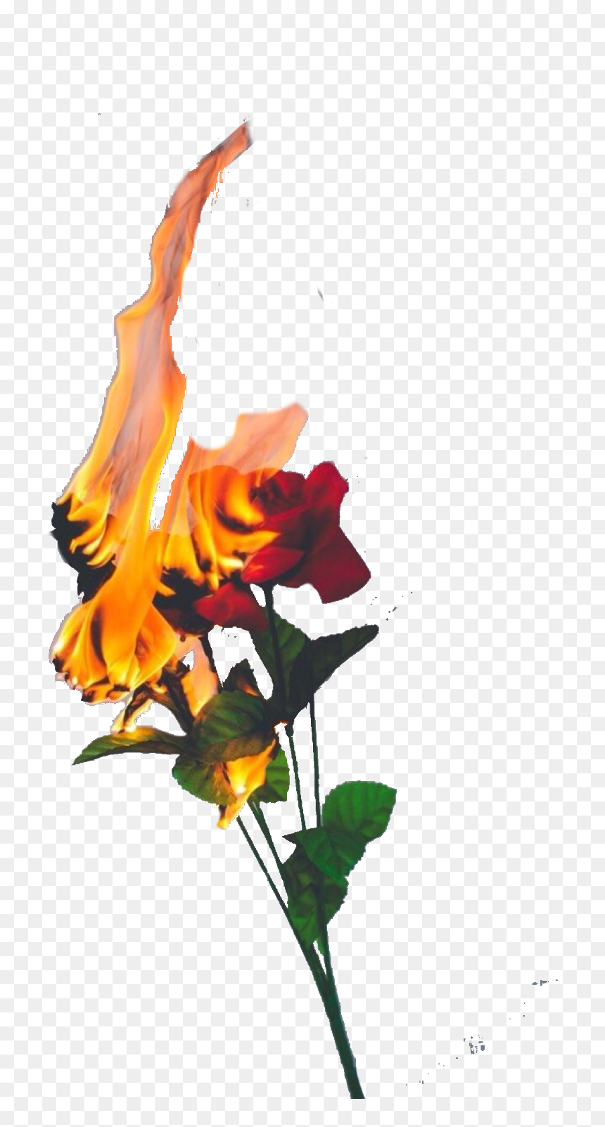 A red rose engulfed in vivid orange flames, with green leaves and stem intact against a transparent background.