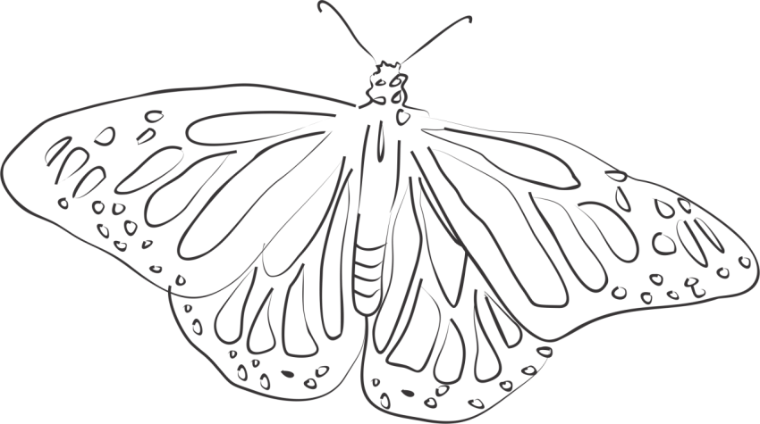 Monarch Butterfly Coloring Page - Free Printable Outline