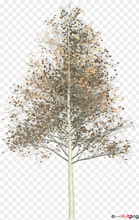 Autumn Tree PNG - Transparent Background Download for Design & Web Use