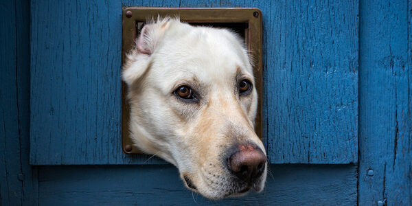 A curious white dog peers through a small square pet door in a blue wooden wall.