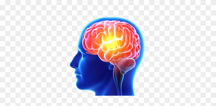 Human Brain Anatomy - Visual Guide to Brain Structure and Function