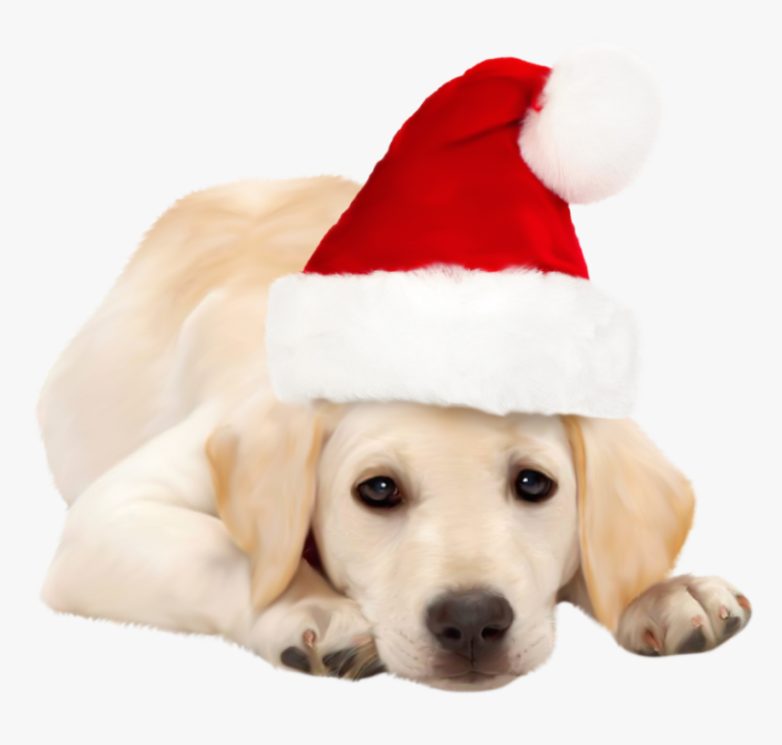Adorable yellow Labrador puppy wearing a red Santa hat, lying down with soulful eyes.