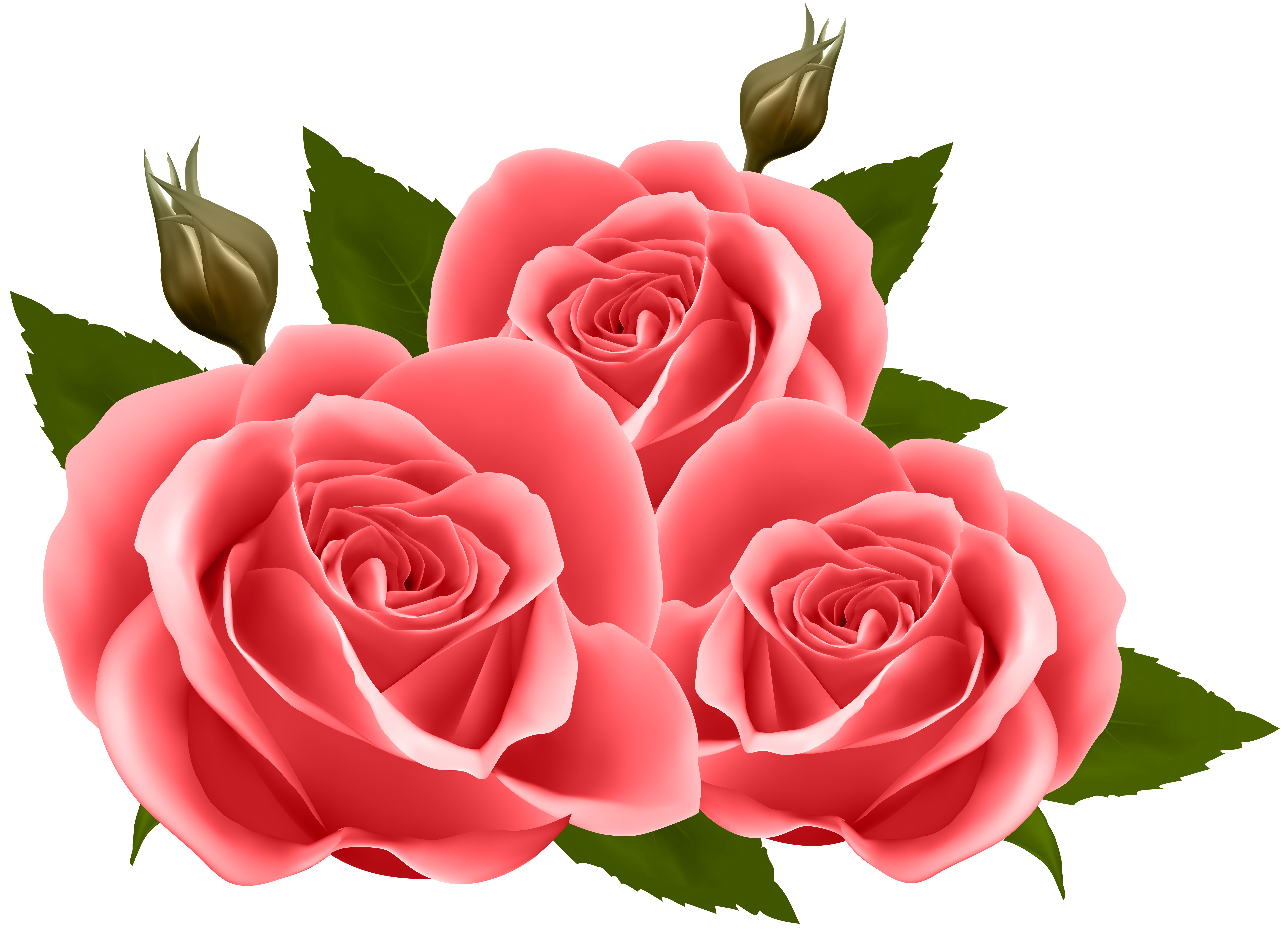 Pink Roses - Elegant Floral Illustration for Greeting Cards & Decor