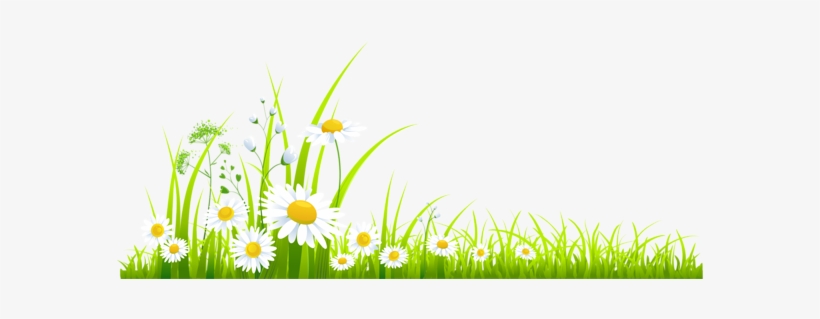 Fresh green grass with white daisies and yellow centers, vibrant spring meadow illustration.