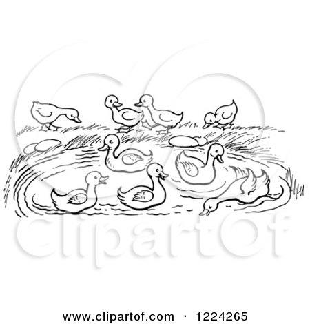 Black-and-white line drawing of ducklings on grass and in a pond, some swimming, others standing near water’s edge.