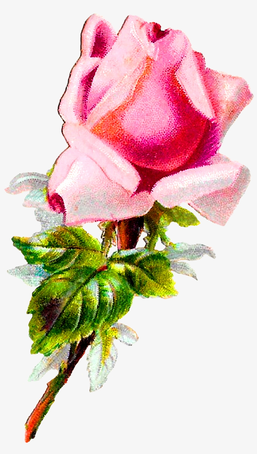 Elegant Pink Rose Illustration - Free Clipart for Design & Print