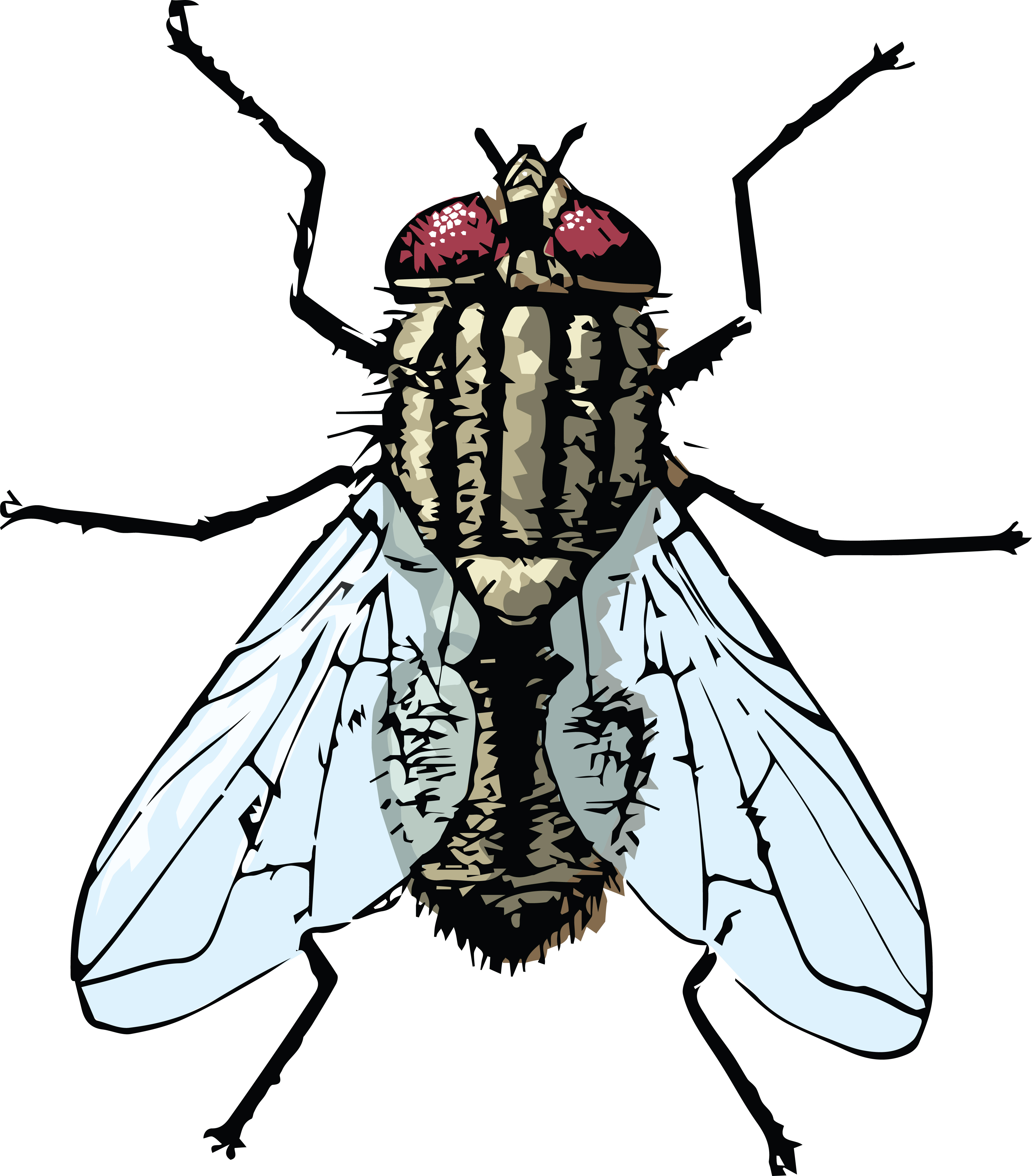 Stylized vector illustration of a fly with red compound eyes, translucent wings, and detailed segmented body against white background.