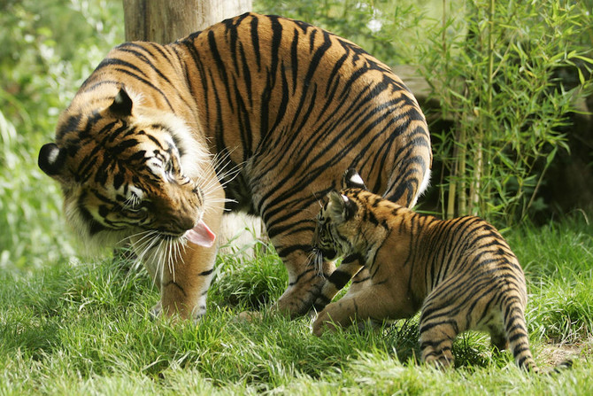 A mother tiger licks her cub while the cub playfully nuzzles her leg in a grassy, bamboo-lined enclosure.