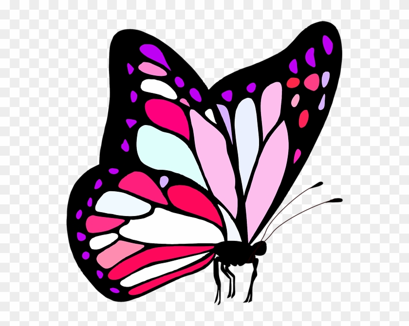 Vibrant Butterfly Illustration - Free PNG Clipart for Design Projects