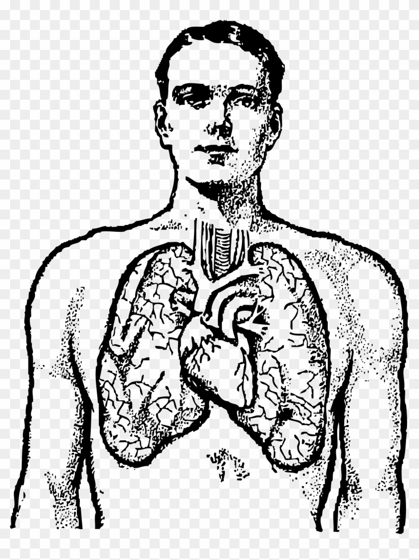 Black-and-white anatomical illustration of a human torso showing lungs, heart, and trachea.