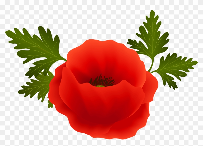 Vibrant red poppy flower with green serrated leaves on transparent background.