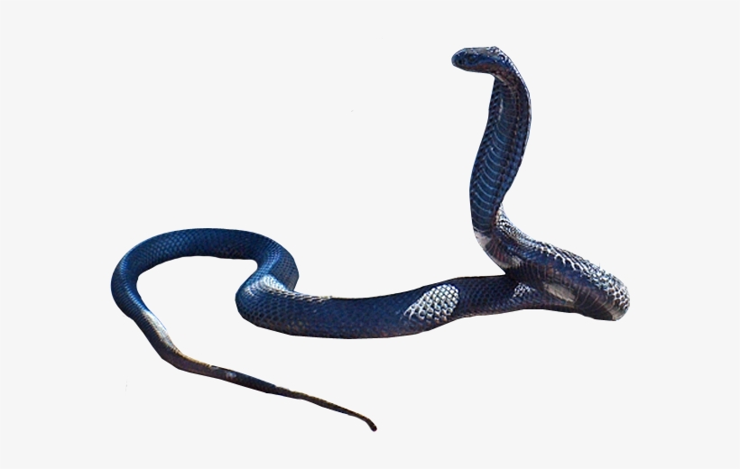 A striking blue-black cobra in a defensive hooded posture against a white background.